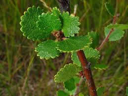 Attēlu rezultāti vaicājumam “Betula nana”
