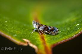 Attēlu rezultāti vaicājumam “Delphacidae”