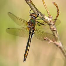 Attēlu rezultāti vaicājumam “Coenagrion armatum male”