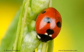 Attēlu rezultāti vaicājumam “Coccinella quinquepunctata”