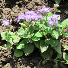Image result for Ageratum mexicanum