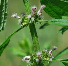 Attēlu rezultāti vaicājumam “Leonurus cardiaca flower”