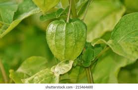 Attēlu rezultāti vaicājumam “Physalis alkekengi leaf”