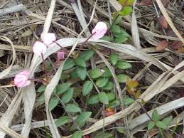 Attēlu rezultāti vaicājumam “Oxycoccus flower”