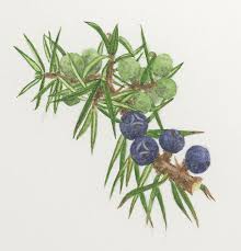 Attēlu rezultāti vaicājumam “Juniperus communis fruit”