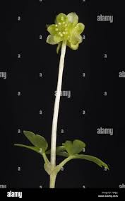 Attēlu rezultāti vaicājumam “Adoxa moschatellina flower”