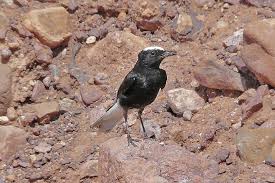 Image result for Oenanthe leucopyga