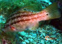 Image result for Symphodus bailloni