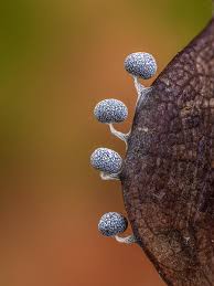 Attēlu rezultāti vaicājumam “Physarum nitens macro”