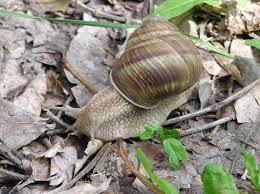 Attēlu rezultāti vaicājumam “Helix pomatia”