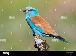 Attēlu rezultāti vaicājumam “Coracias garrulus”