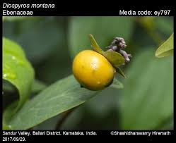 Attēlu rezultāti vaicājumam “Libanotis montana fruit”