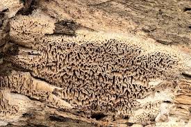 Attēlu rezultāti vaicājumam “Antrodia sinuosa”