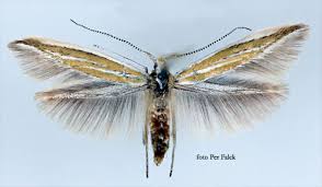 Attēlu rezultāti vaicājumam “Coleophoridae”