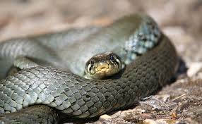 Image result for Ringelnatter