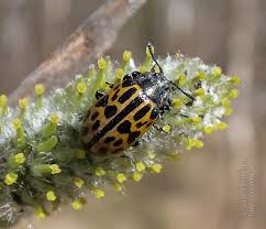 Attēlu rezultāti vaicājumam “Chrysomela vigintipunctata”