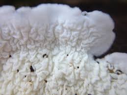 Attēlu rezultāti vaicājumam “Plicatura nivea”