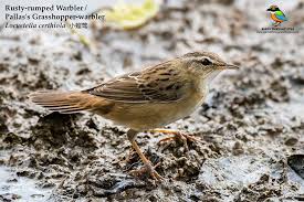 Image result for Locustella certhiola