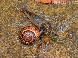 Attēlu rezultāti vaicājumam “Arianta arbustorum”