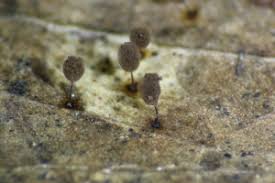 Attēlu rezultāti vaicājumam “Symphytocarpus flaccidus spores”