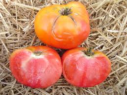 Afbeeldingsresultaat voor Pink Brandywine tomato