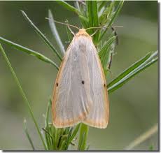 Attēlu rezultāti vaicājumam “Cybosia mesomella”