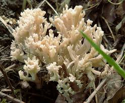 Attēlu rezultāti vaicājumam “Clavulina coralloides”