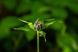Attēlu rezultāti vaicājumam “Paris quadrifolia bud”
