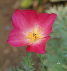 Attēlu rezultāti vaicājumam “Eschscholzia californica flower”