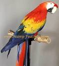 Scarlet Macaw - Hobbs