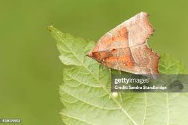 Attēlu rezultāti vaicājumam “Scoliopteryx libatrix”
