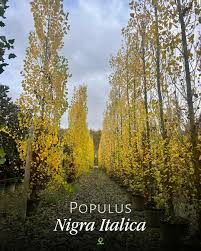 Attēlu rezultāti vaicājumam “Populus nigra Italica”