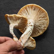 Attēlu rezultāti vaicājumam “Lentinus lepideus”