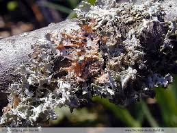 Attēlu rezultāti vaicājumam “Erythricium aurantiacum”