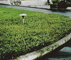 Attēlu rezultāti vaicājumam “Arctostaphylos uva-ursi”