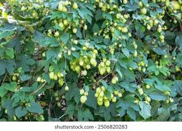 Attēlu rezultāti vaicājumam “Humulus lupulus fruit”