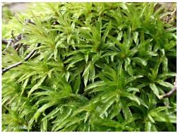 Attēlu rezultāti vaicājumam “Atrichum undulatum”