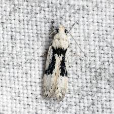 Attēlu rezultāti vaicājumam “Carpatolechia alburnella”