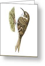 Attēlu rezultāti vaicājumam “Certhia familiaris adult”