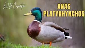 Attēlu rezultāti vaicājumam “Anas platyrhynchos”