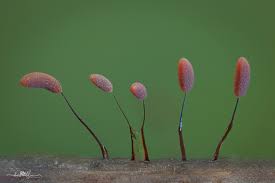 Attēlu rezultāti vaicājumam “Comatricha sp.”