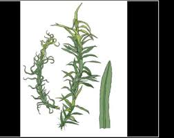 Attēlu rezultāti vaicājumam “Timmia megapolitana”