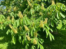 Attēlu rezultāti vaicājumam “Aesculus flava”