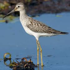 Image result for Calidris himantopus