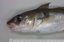 Image result for Melanogrammus aeglefinus