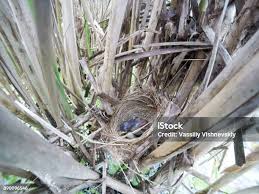 Image result for Acrocephalus agricola