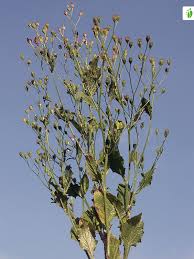 Attēlu rezultāti vaicājumam “Lapsana communis fruit”