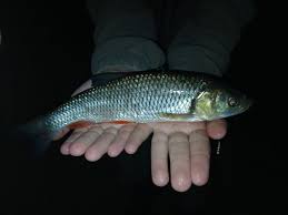 Image result for Chondrostoma nasus