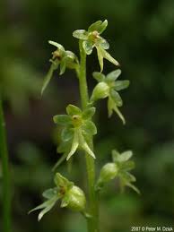 Attēlu rezultāti vaicājumam “Listera ovata leaf”