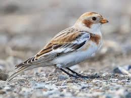 Attēlu rezultāti vaicājumam “Plectrophenax nivalis adult”